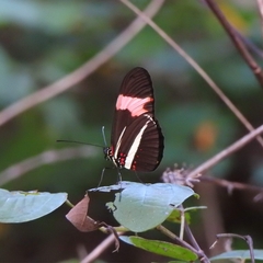 Heliconius