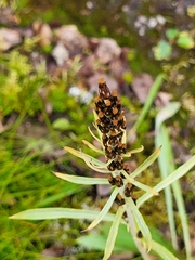 Omalotheca norvegica