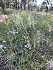 Blepharoneuron tricholepis