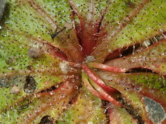 Drosera bulbosa