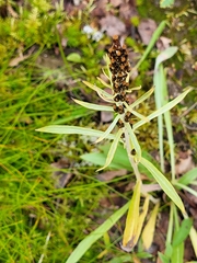 Omalotheca norvegica