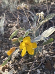 Senna covesii