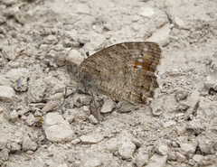 Pseudochazara pelopea