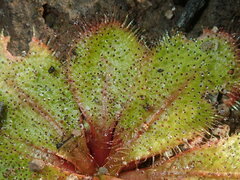 Drosera bulbosa