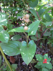 Maianthemum dilatatum