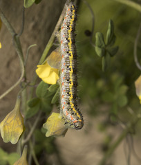 Tatochila