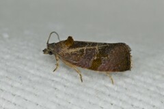 Evora hemidesma
