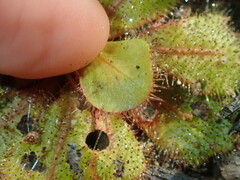 Drosera bulbosa