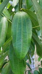 Cinnamomum verum