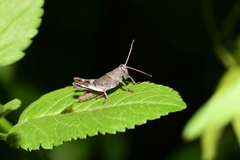 Catantopinae