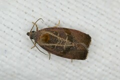 Evora hemidesma