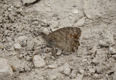 Pseudochazara pelopea