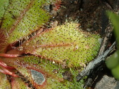 Drosera bulbosa