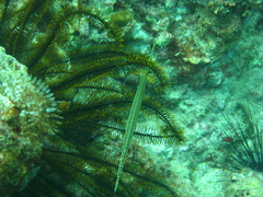 Aulostomus maculatus