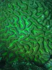 Colpophyllia natans