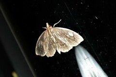 Perispasta caeculalis