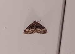 Euphyia intermediata