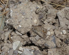 Pseudochazara pelopea