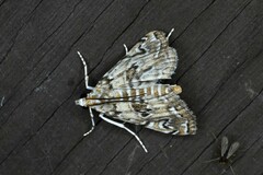 Elophila gyralis