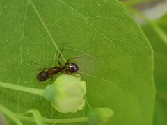 Camponotus subbarbatus