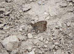 Pseudochazara pelopea