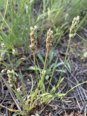 Plantago