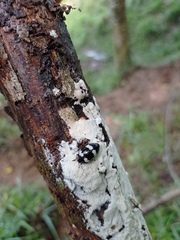 Barytopus lunulatus