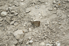 Pseudochazara pelopea