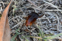 Parcoblatta fulvescens