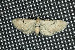 Eupithecia absinthiata