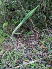 Sacoila lanceolata
