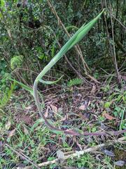 Sacoila lanceolata