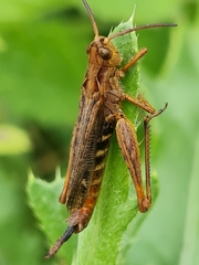 Entomophaga grylli