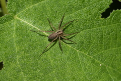 Pardosa laura