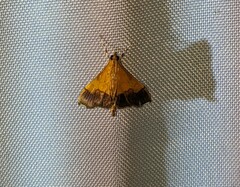 Pyrausta bicoloralis