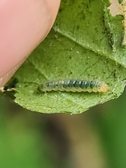 Calybites phasianipennella