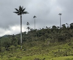 Ceroxylon quindiuense