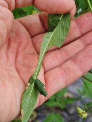 Calybites phasianipennella