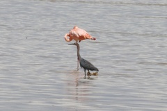 Egretta rufescens
