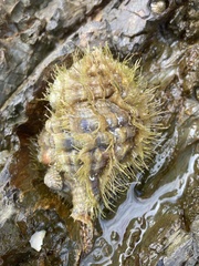 Monoplex parthenopeus