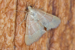 Arta epicoenalis