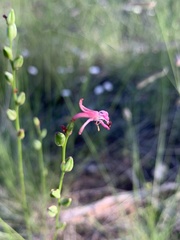 Oenothera suffrutescens