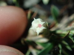 Styphelia acervata