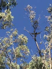 Coracina novaehollandiae