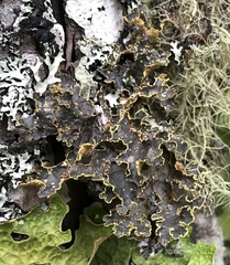 Pseudocyphellaria holarctica