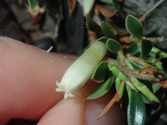 Styphelia acervata