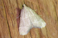 Arta epicoenalis
