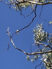 Coracina novaehollandiae