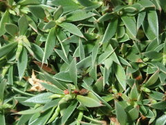 Styphelia acervata