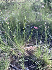 Oenothera suffrutescens